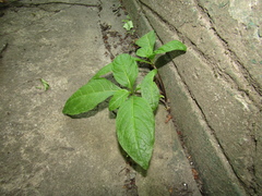 Scopolia caucasica