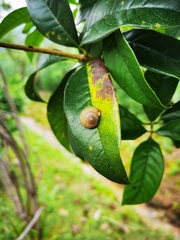 Bradybaena similaris