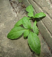 Scopolia caucasica