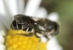 Megachilidae
