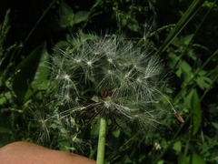 Taraxacum proximum