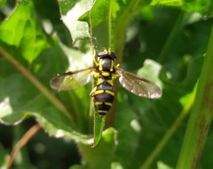 Xanthogramma citrofasciatum