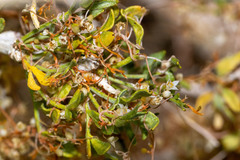 Cuscuta denticulata