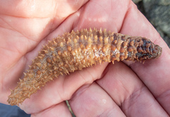 Holothuria impatiens