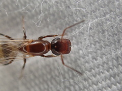 Colobopsis obliqua