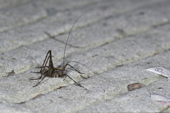 Diestrammena japanica