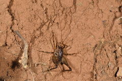 Diestrammena japanica