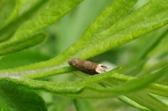 Epiblema sugii