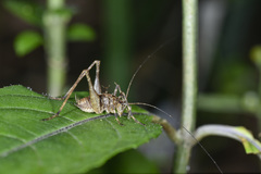 Diestrammena japanica