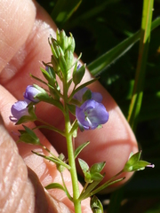 Veronica americana
