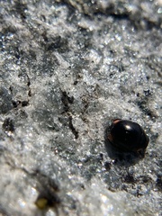 Hyperaspis bigeminata