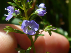 Veronica americana