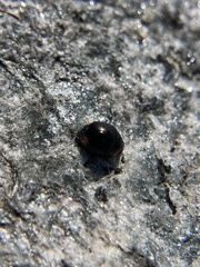 Hyperaspis bigeminata