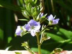 Veronica americana