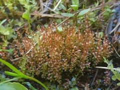 Ptychostomum weigelii