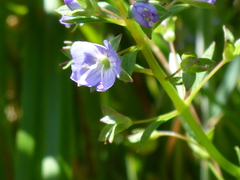 Veronica americana