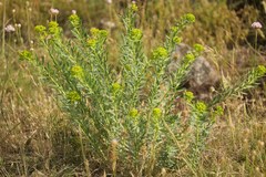 Euphorbia seguieriana