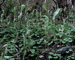 Pterostylis trullifolia