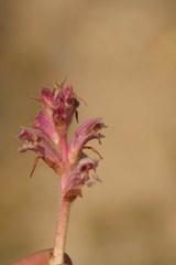 Orobanche caryophyllacea