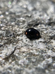 Hyperaspis bigeminata