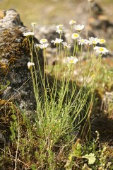 Leucanthemum graminifolium
