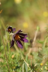 Pulsatilla rubra