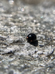 Hyperaspis bigeminata