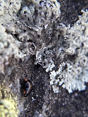 Hyperaspis bigeminata