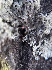 Hyperaspis bigeminata