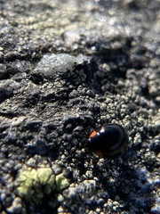 Hyperaspis bigeminata