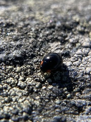 Hyperaspis bigeminata