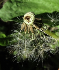 Taraxacum penicilliforme