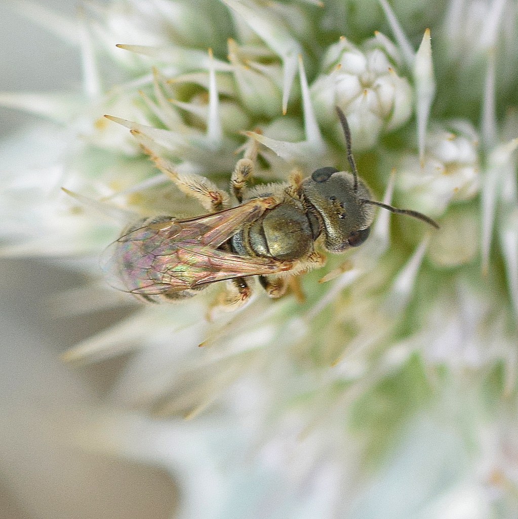 Halictus cephalicus