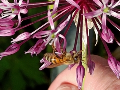 Apis mellifera
