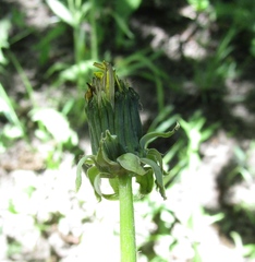 Taraxacum penicilliforme