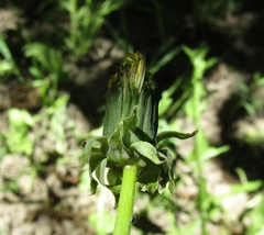 Taraxacum penicilliforme