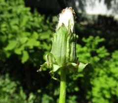 Taraxacum penicilliforme