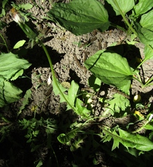 Taraxacum penicilliforme