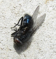Calliphora uralensis
