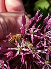 Apis mellifera