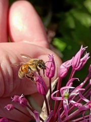 Apis mellifera