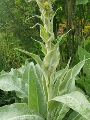 Magnoliopsida