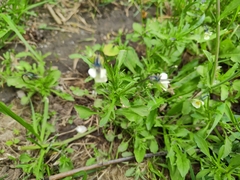 Viola arvensis