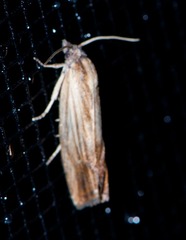 Eucosma umbrastriana