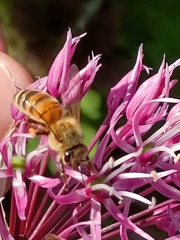 Apis mellifera