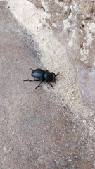 Ocnodes