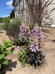 Penstemon calycosus