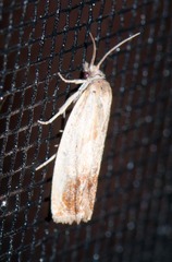 Eucosma umbrastriana