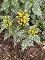 Lamium galeobdolon flavidum
