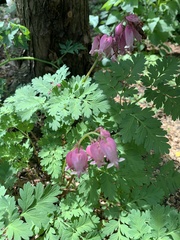 Dicentra eximia